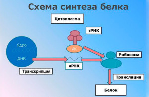 belok3